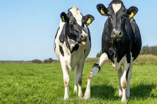 بررسی سلامتی گاوها با ساعت هوشمند