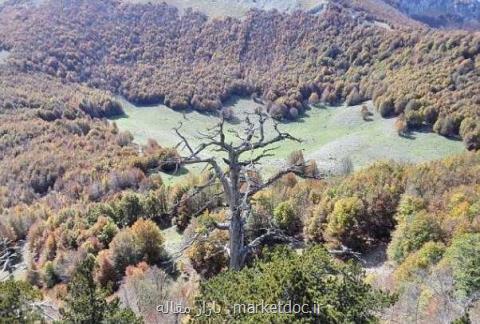 كهن ترین درخت اروپا هنوز رشد می كند
