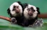 میمونهای كوچك مدلی موثر برای درمان پاركینسون