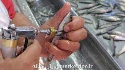 دعوت از دامپزشکان بخش خصوصی برای همکاری با کلینیک تخصصی آبزیان جهاد دانشگاهی