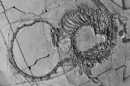 کشف فسیل ۲۴۰ میلیون ساله خزنده آبزی ملقب به اژدها در چین