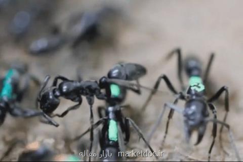 مورچه ها پاهای یكدیگر را برای درمان لیس می زنند