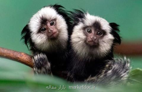 میمونهای كوچك مدلی موثر برای درمان پاركینسون