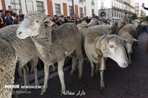 بررسی ژنهای بزرگ اثر در چندقلوزایی نژادهای گوسفند بومی